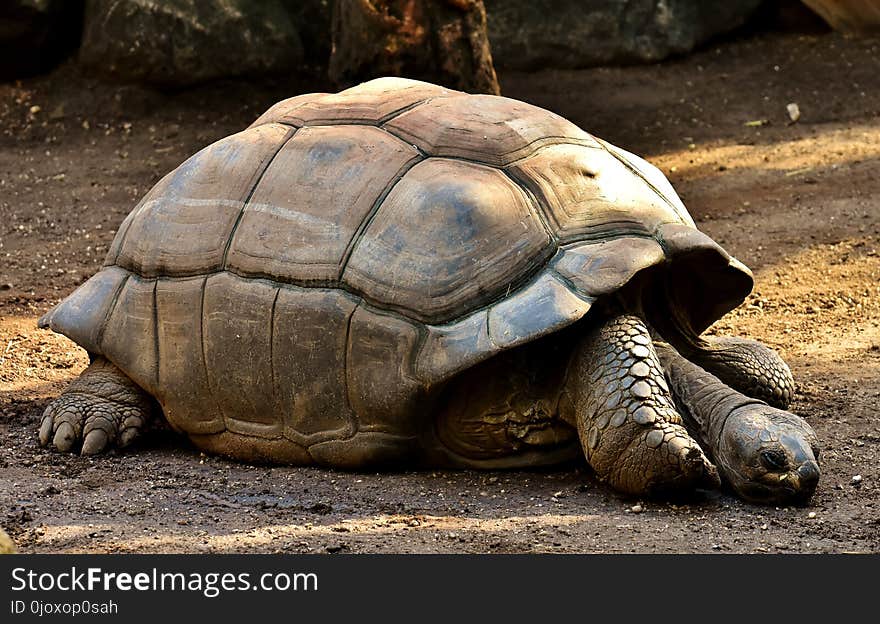 Tortoise, Turtle, Terrestrial Animal, Fauna