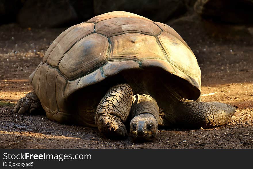 Tortoise, Turtle, Terrestrial Animal, Reptile