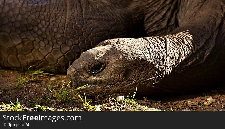 Tortoise, Terrestrial Animal, Turtle, Fauna