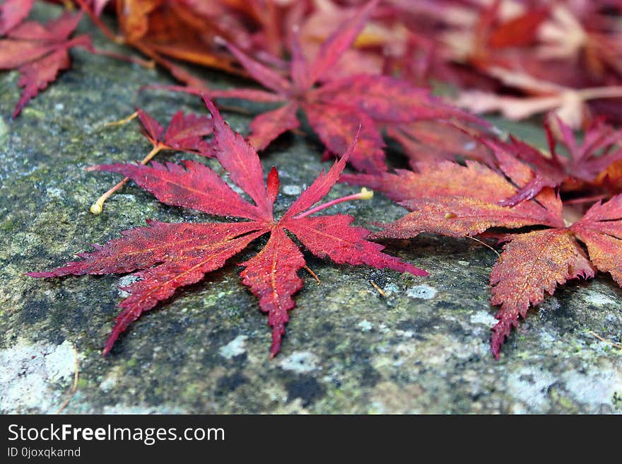 Maple Leaf, Leaf, Plant, Tree