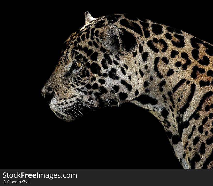 Jaguar, Terrestrial Animal, Wildlife, Leopard