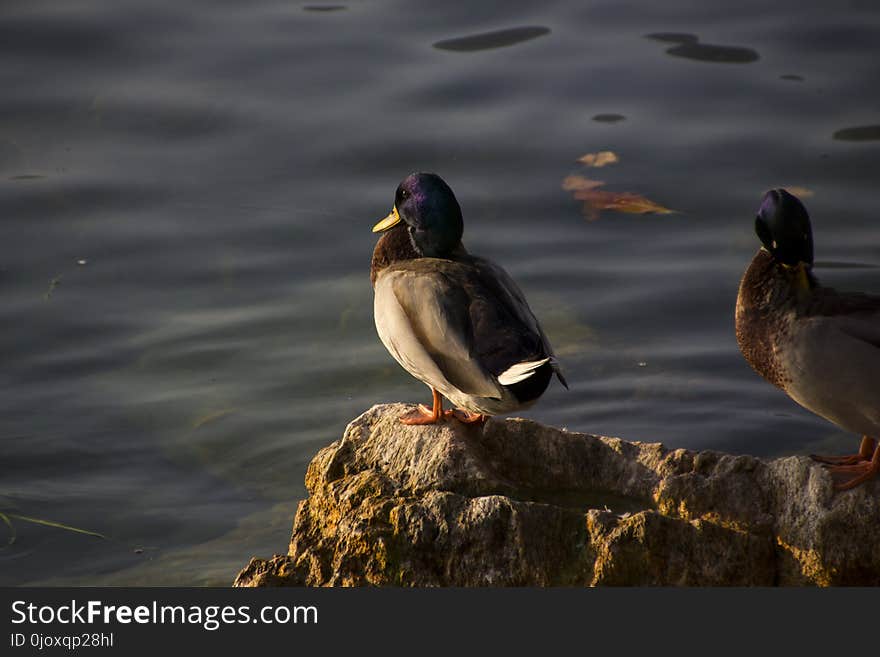 Duck, Bird, Water Bird, Mallard