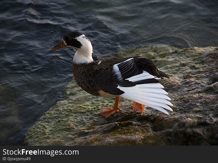 Bird, Duck, Water Bird, Fauna