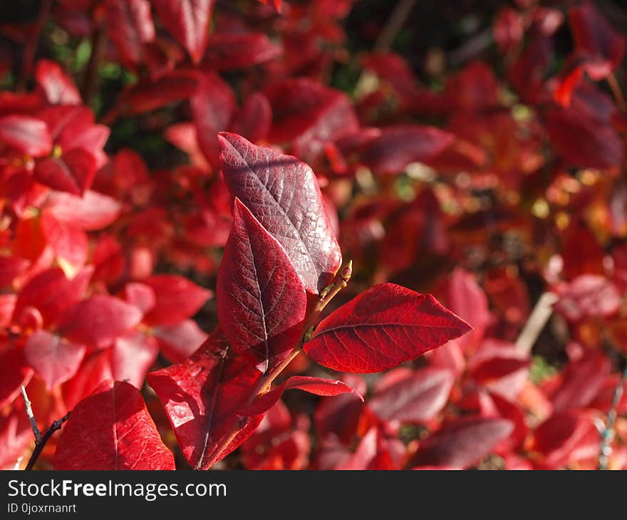 Red, Leaf, Autumn, Deciduous