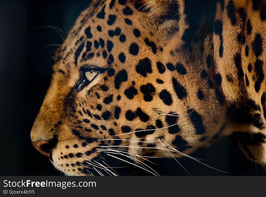 Wildlife, Leopard, Jaguar, Mammal