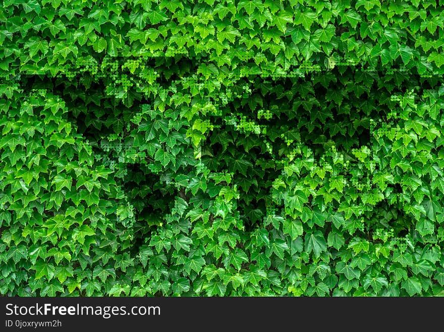 Green, Vegetation, Plant, Leaf