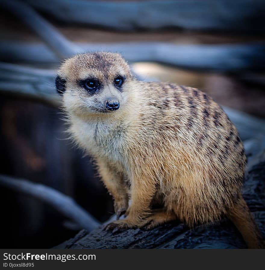 Meerkat, Mammal, Fauna, Whiskers