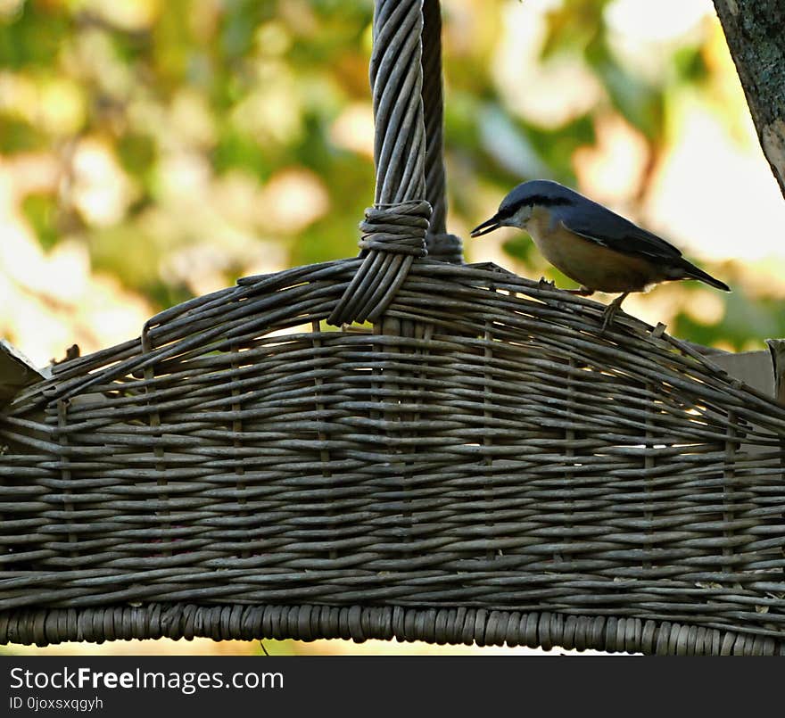 Bird, Fauna, Beak, Feather