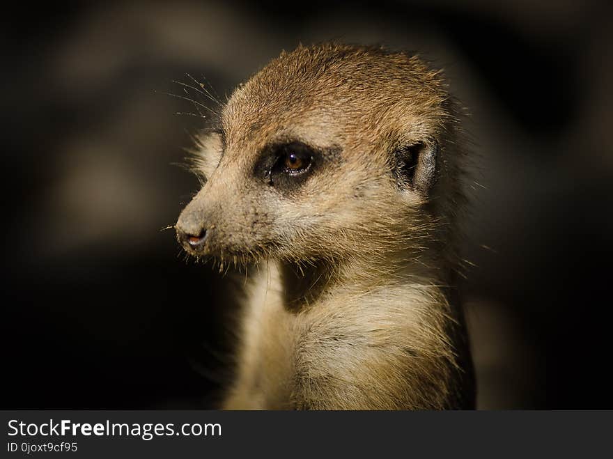 Meerkat, Mammal, Fauna, Whiskers