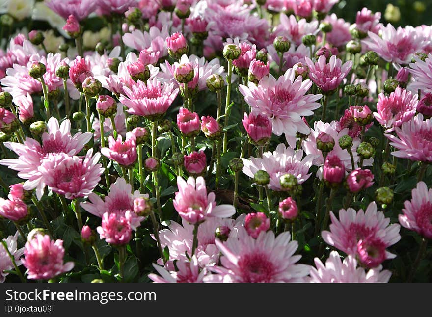 Flower, Plant, Flowering Plant, Chrysanths