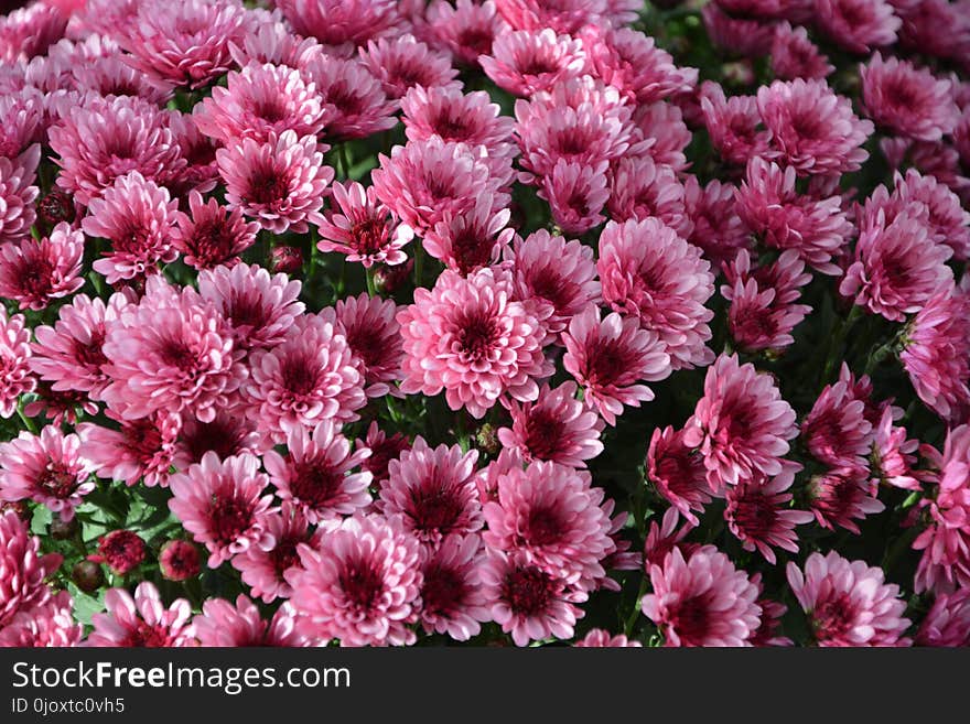 Flower, Plant, Pink, Flowering Plant