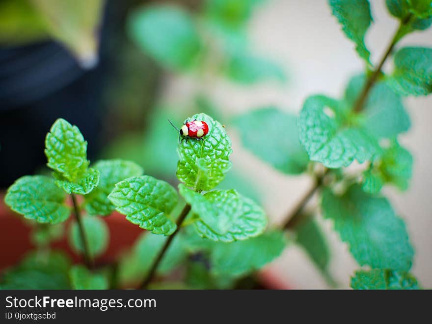 Leaf, Insect, Macro Photography, Plant