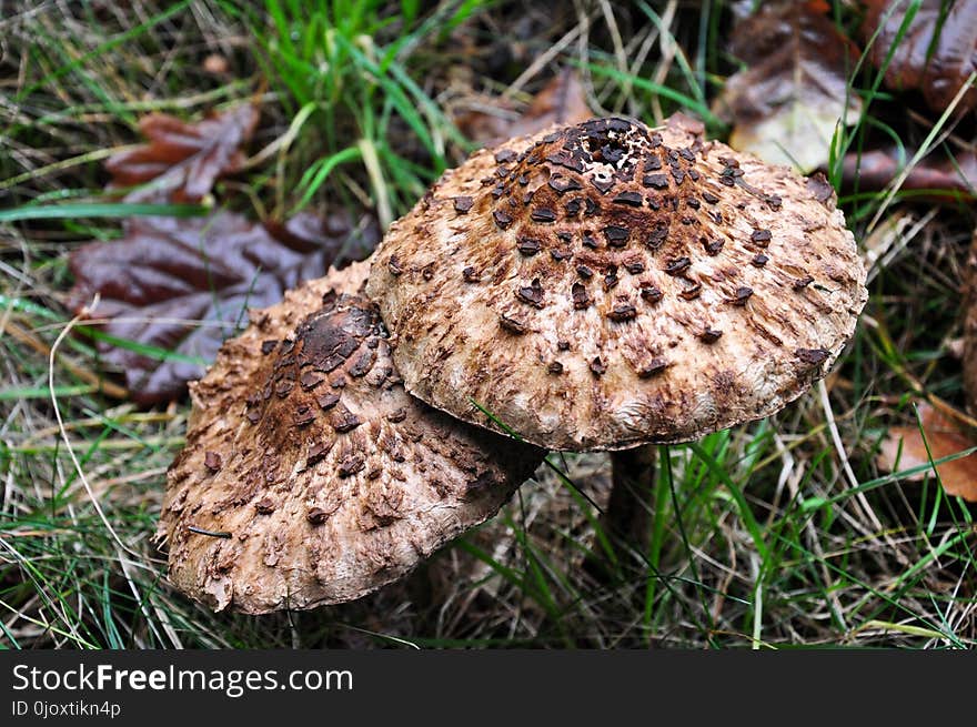 Fungus, Mushroom, Agaricaceae, Edible Mushroom