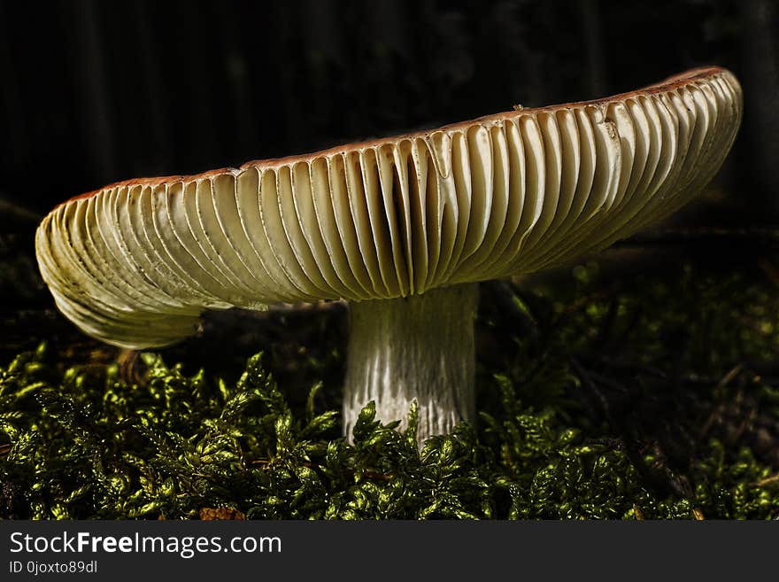 Fungus, Mushroom, Edible Mushroom, Macro Photography