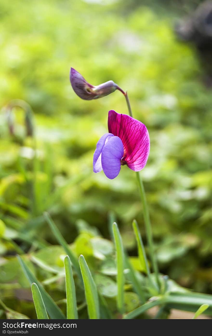 Flower, Plant, Flora, Purple