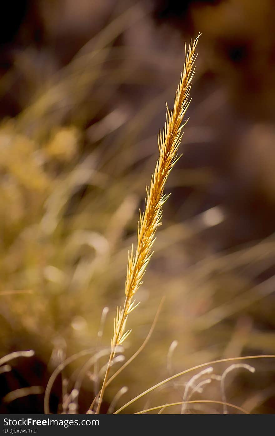 Close Up, Grass Family, Grass, Grain