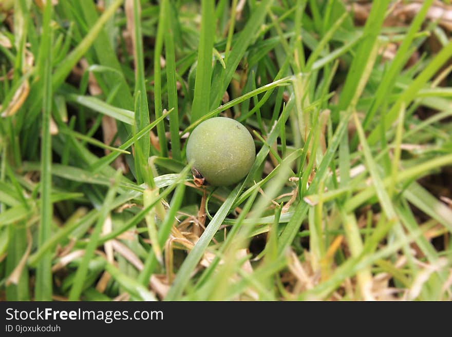 Grass, Grass Family, Plant