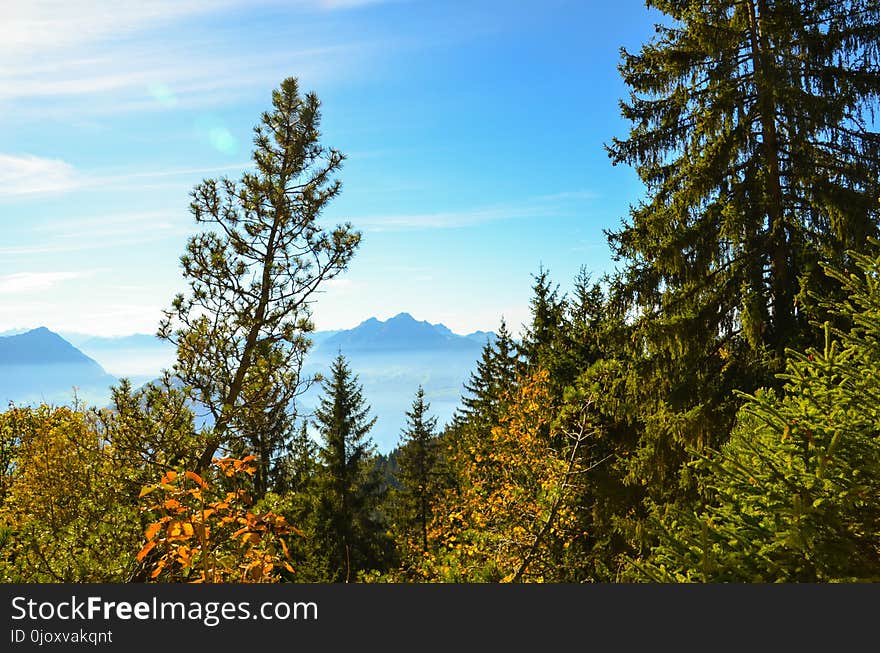 Sky, Nature, Ecosystem, Tree