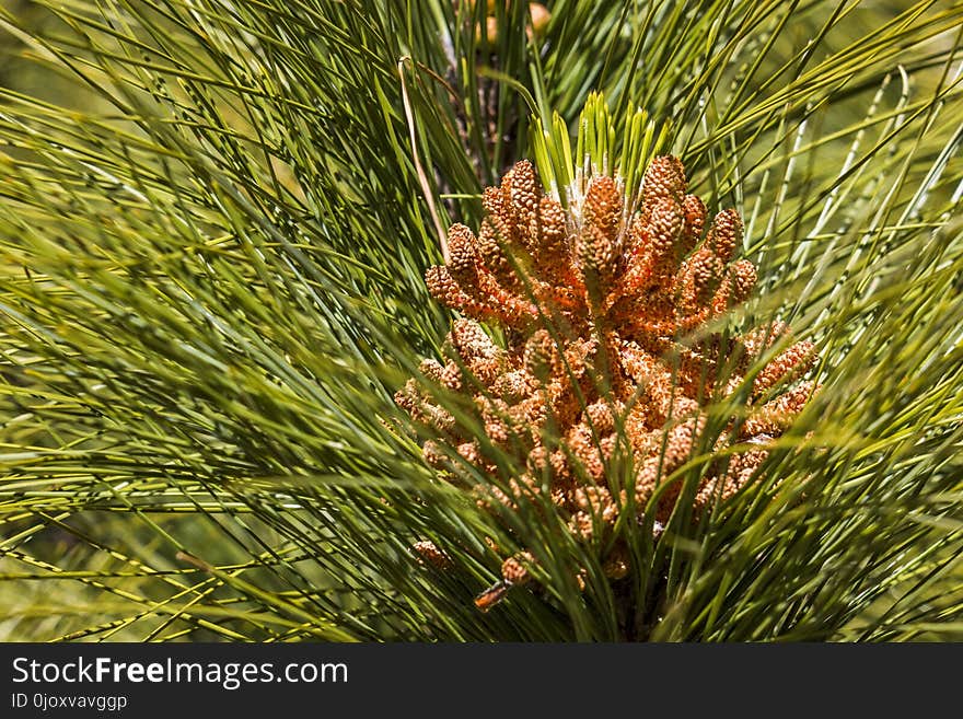 Plant, Tree, Pine, Grass Family