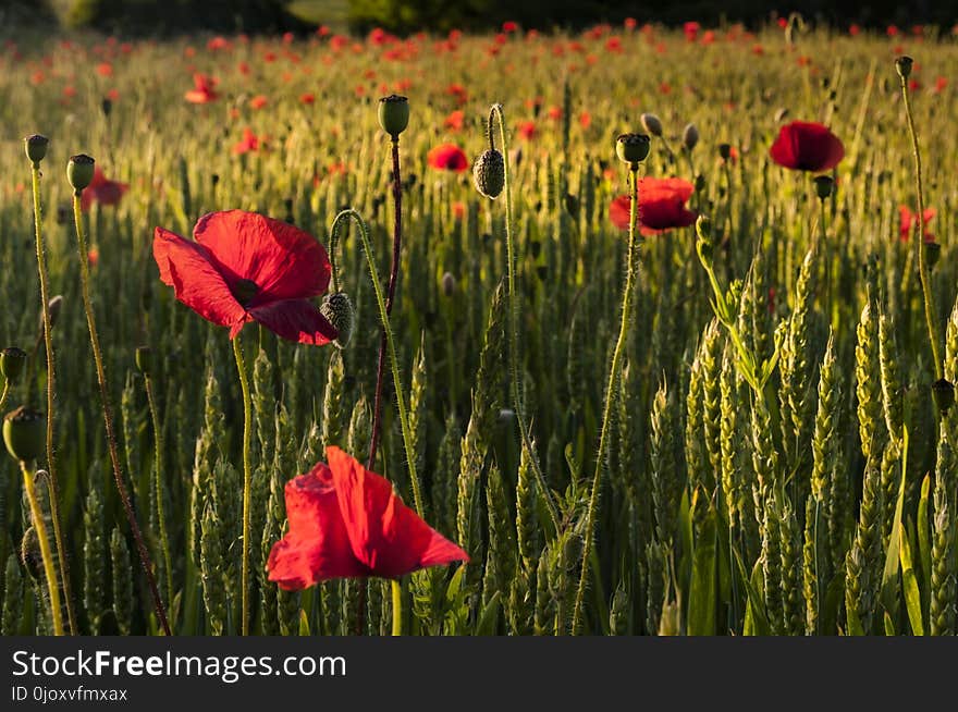 Flower, Field, Wildflower, Ecosystem