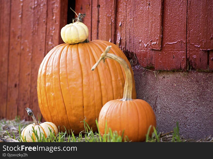 Pumpkin, Calabaza, Cucurbita, Winter Squash