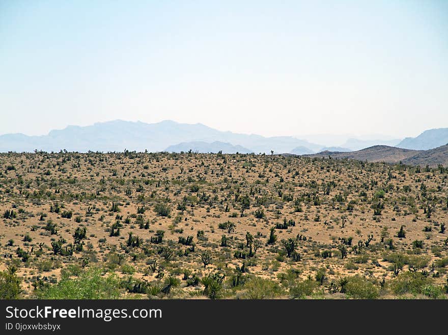 Ecosystem, Sky, Shrubland, Wilderness