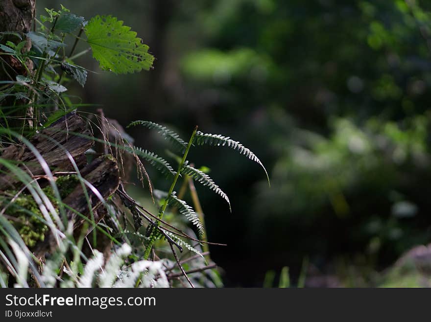 Vegetation, Ecosystem, Flora, Leaf