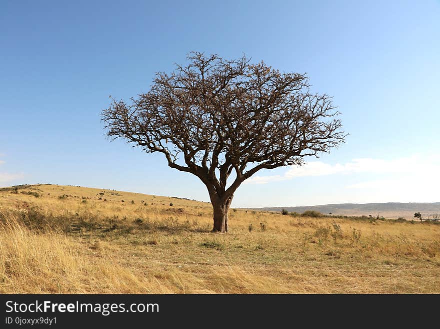 Ecosystem, Tree, Savanna, Grassland