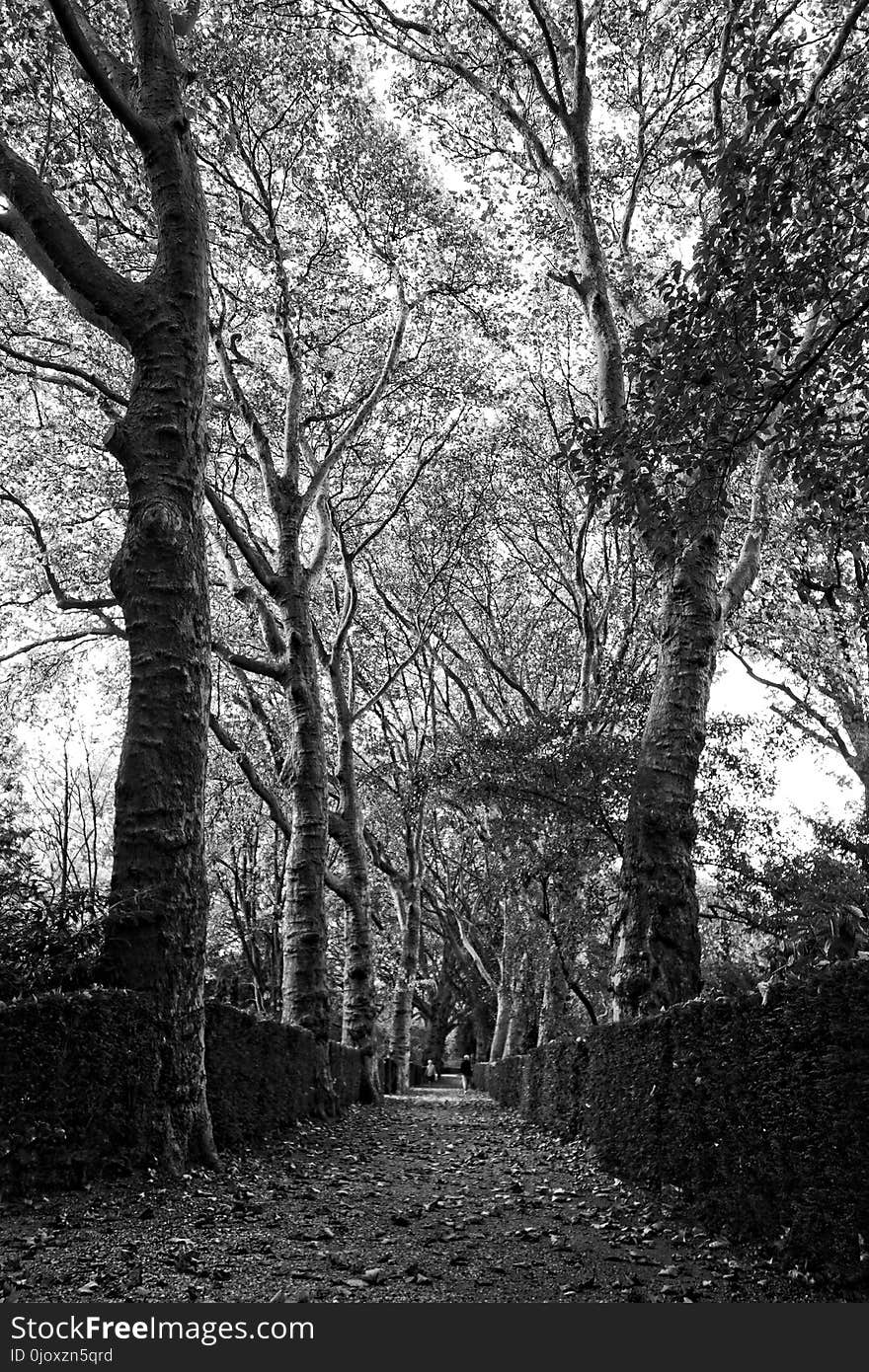 Tree, Woodland, Branch, Black And White