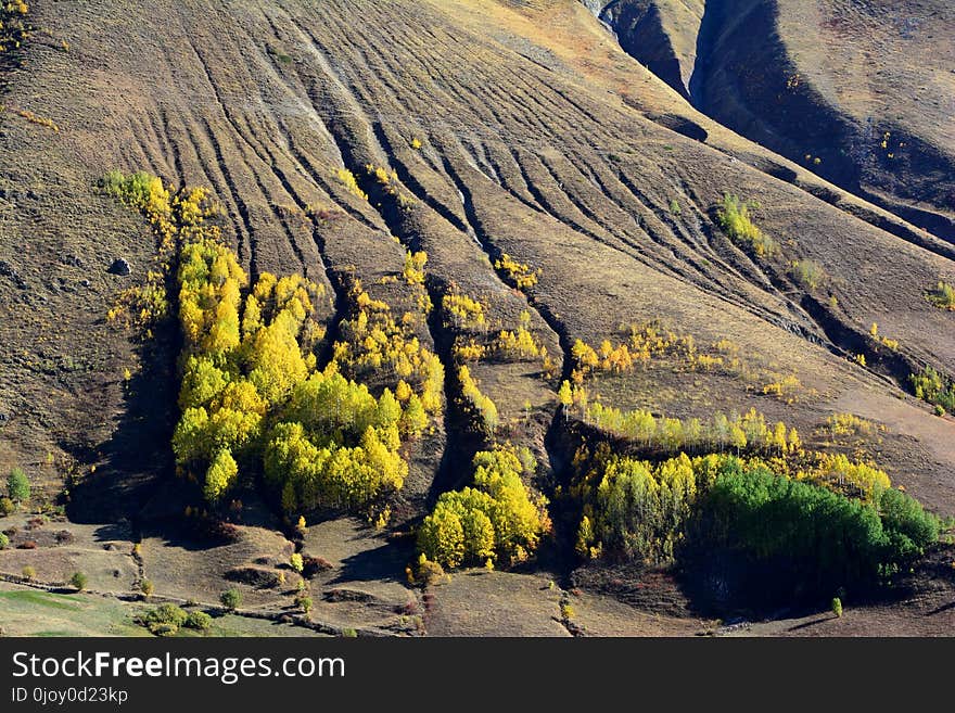 Yellow, Vegetation, Wilderness, Tree