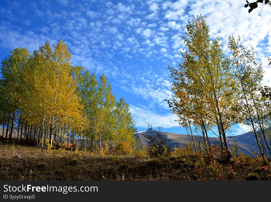 Nature, Sky, Ecosystem, Leaf