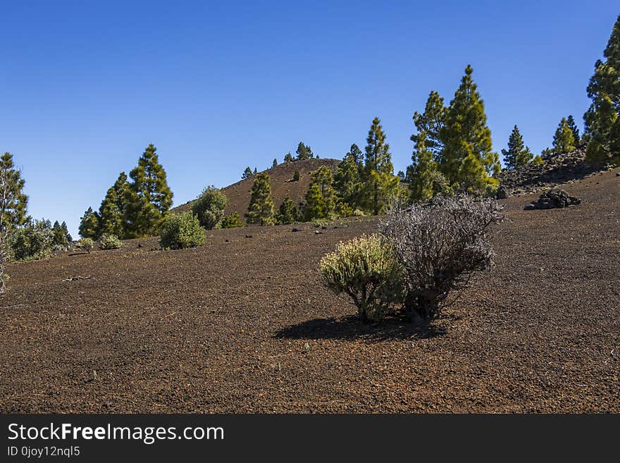 Sky, Tree, Wilderness, Vegetation