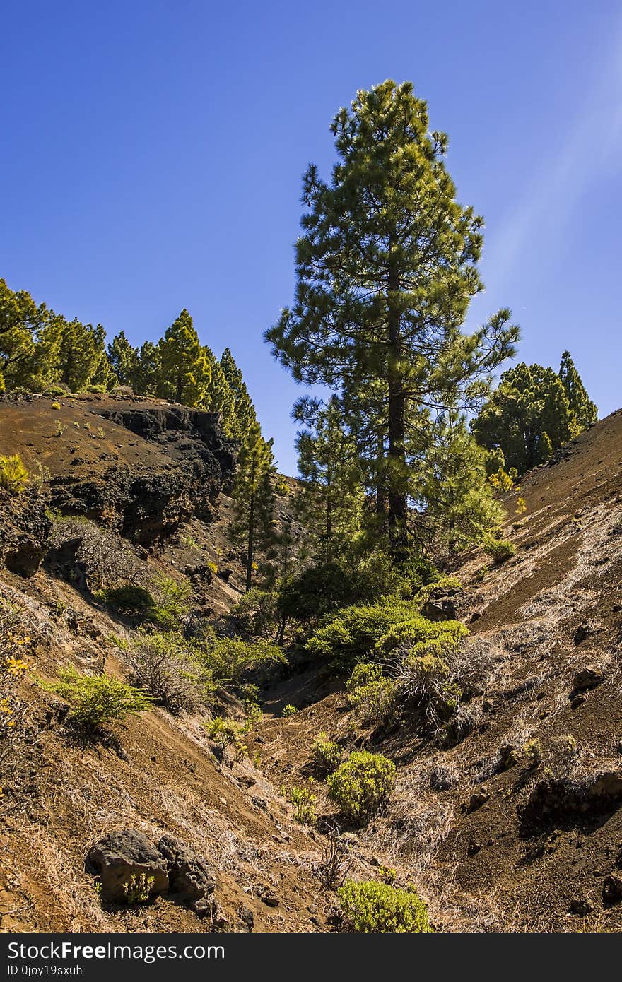 Tree, Vegetation, Wilderness, Woody Plant