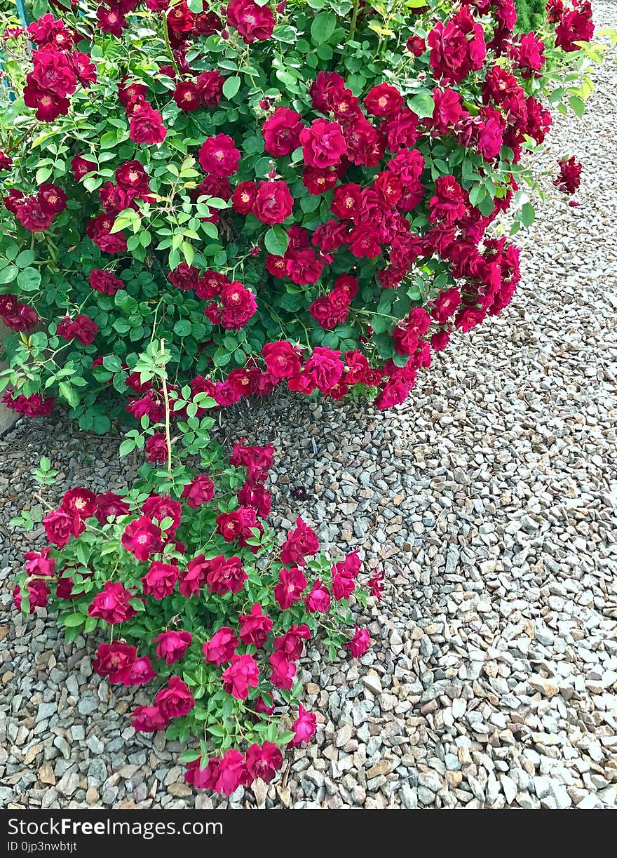 Red Rose Bush in frontyard garden