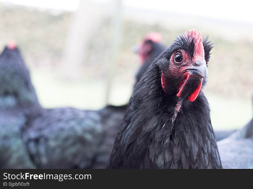 Close-up Photo of Ayam Cemani Chicken