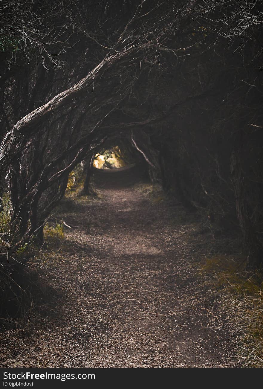 Tree Pathway