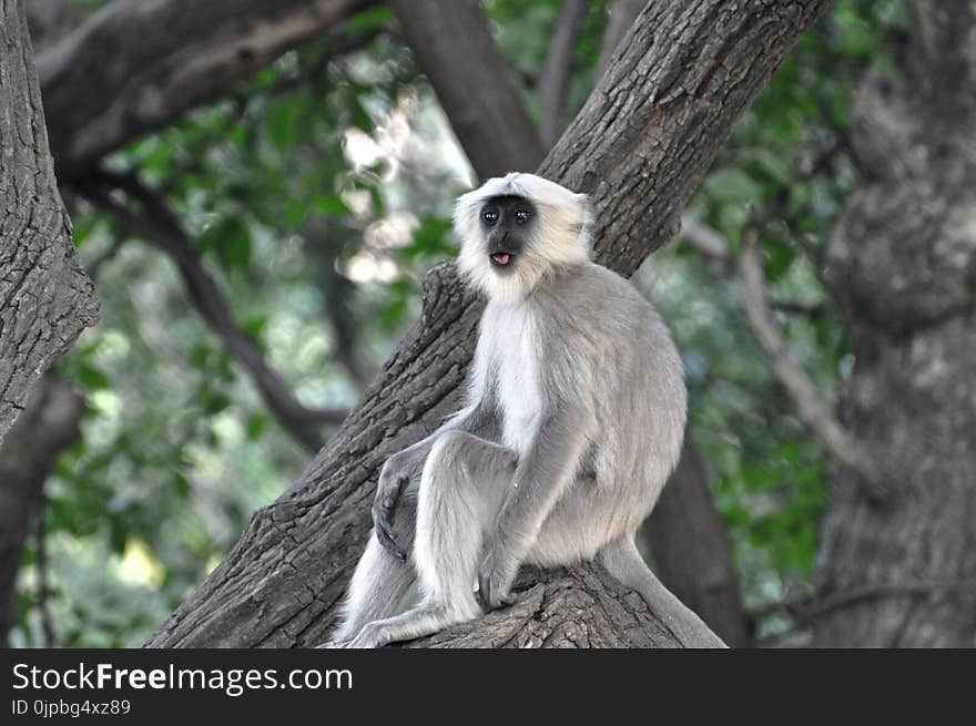 Grey and White Monkey on Tree Branch