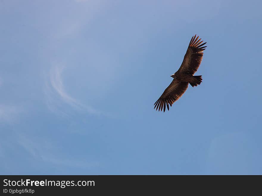 Falcon on Flight