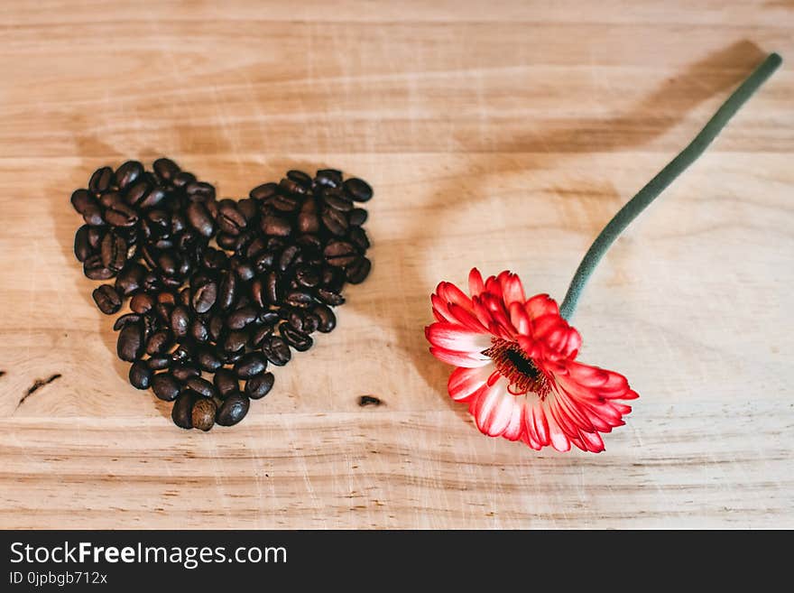 Photo of Red Petaled Flower Near Coffee Beans