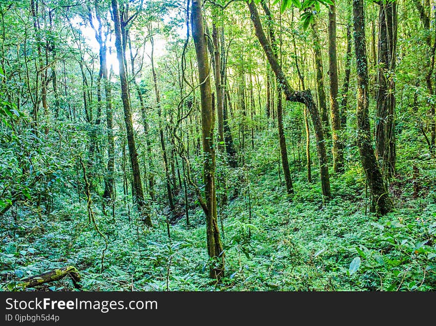 Green Trees