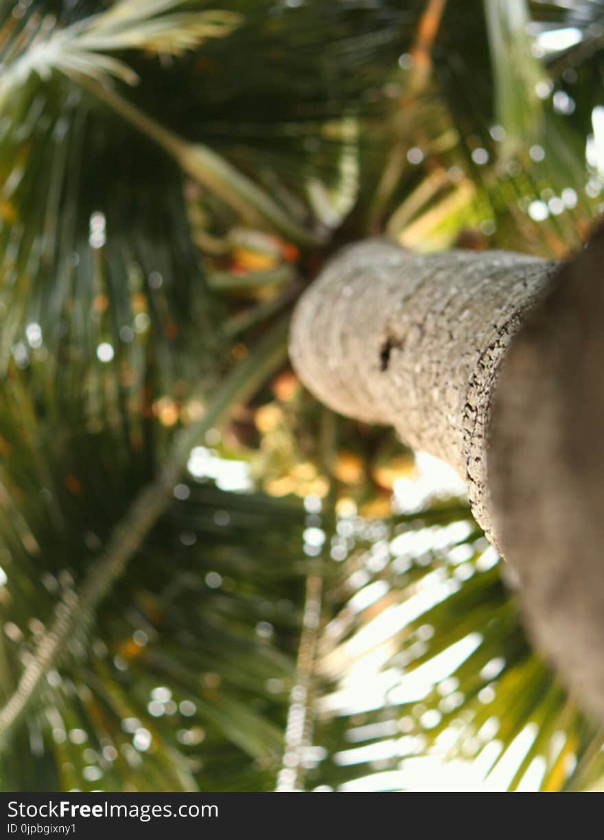 Low Angle Photography of Tree