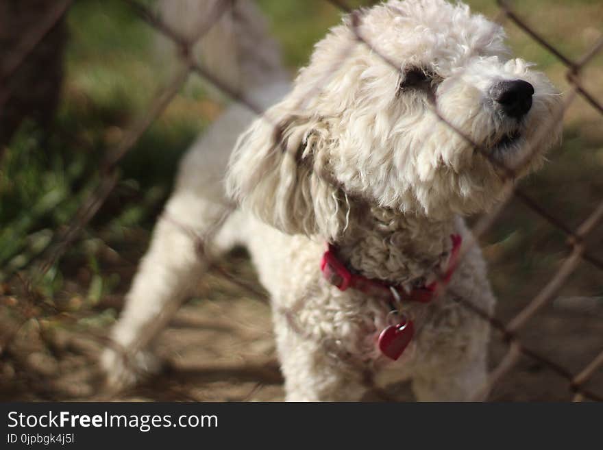 Selective Focus Photo of Adult White Toy Poodle in Front of Chain Link Fence