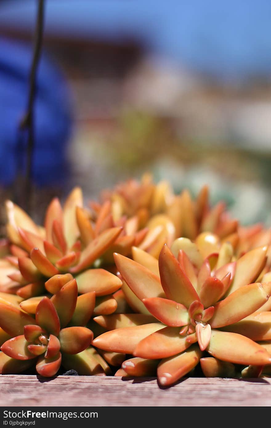 Brown Succulent