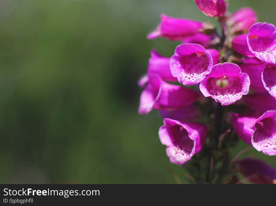 Purple Flowers