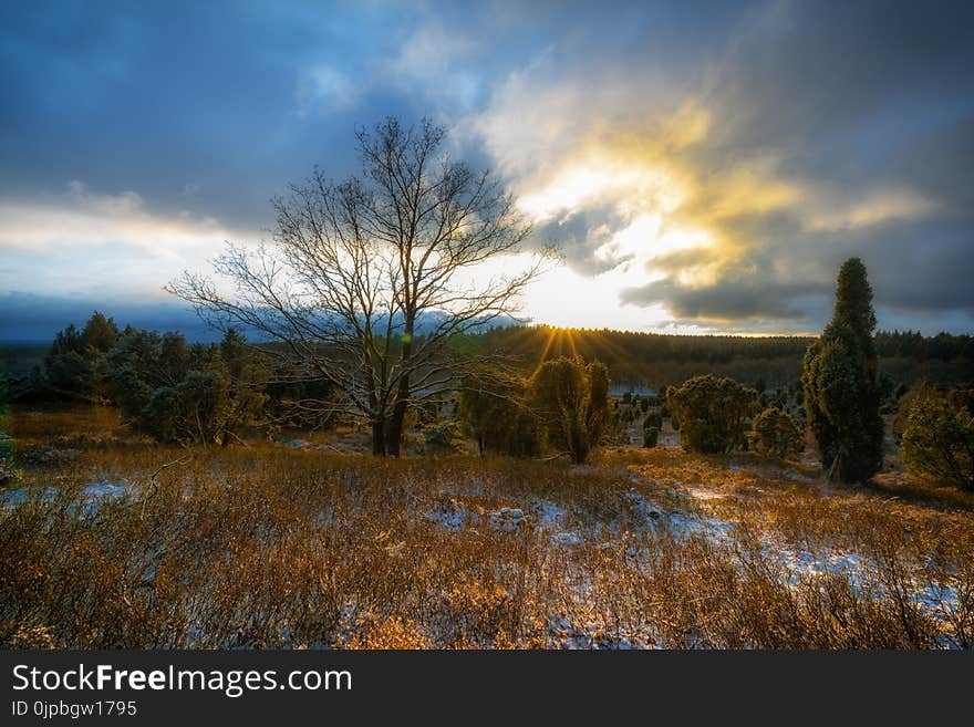 Bare Tree Surrounded by Green Tree during Sunrise