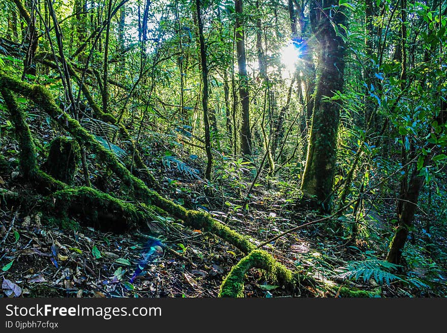 Inside Forest Photography