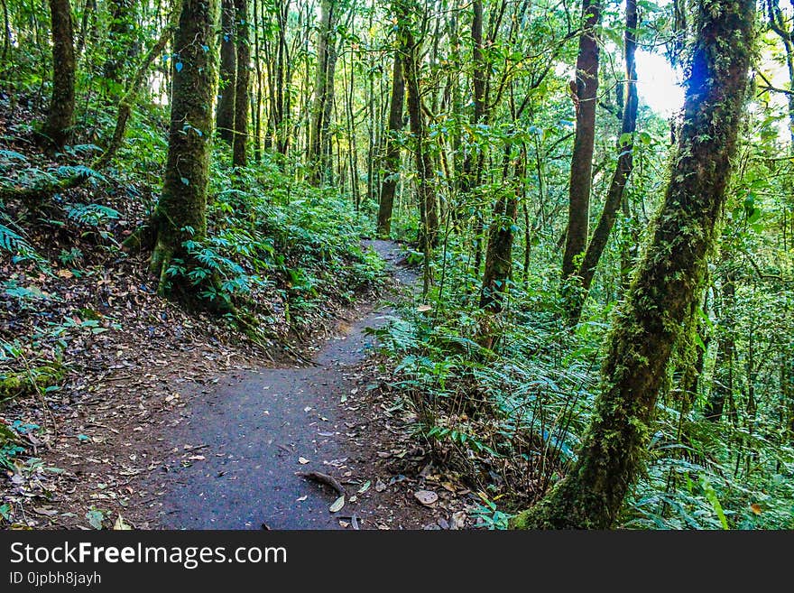 Green Leaf Trees