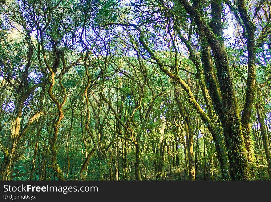 Trees With Moss