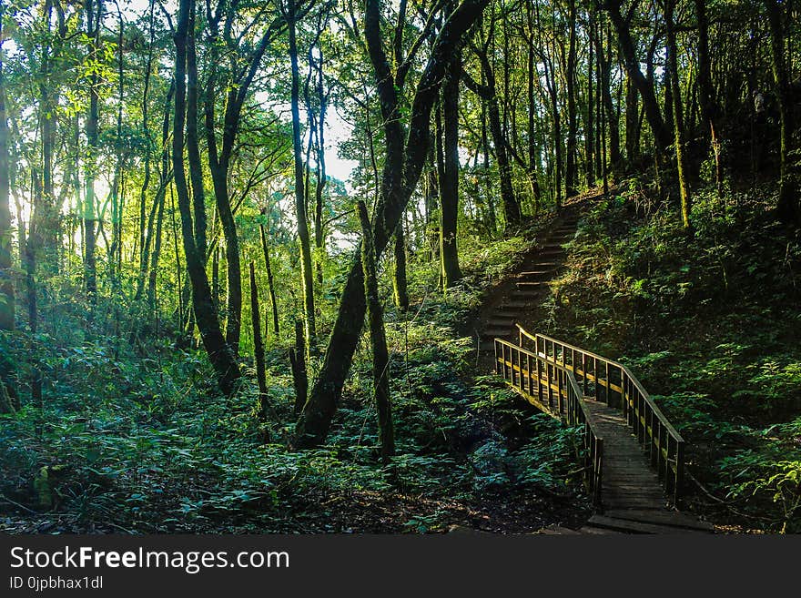 Brown Stair Between Trees