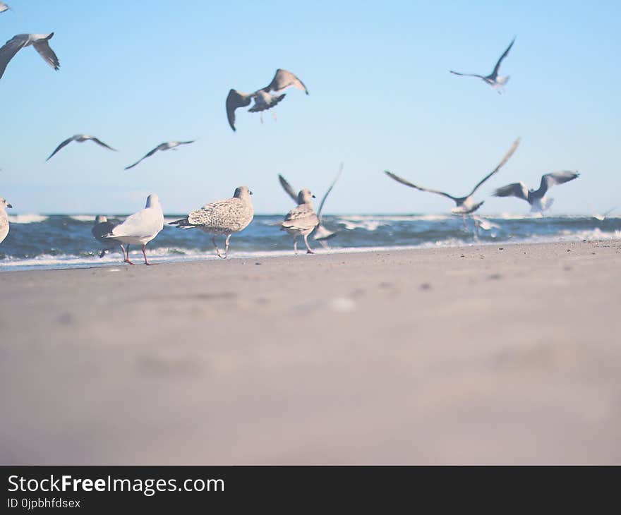 Flock of Gulls on Shore Near Ocean at Daytime